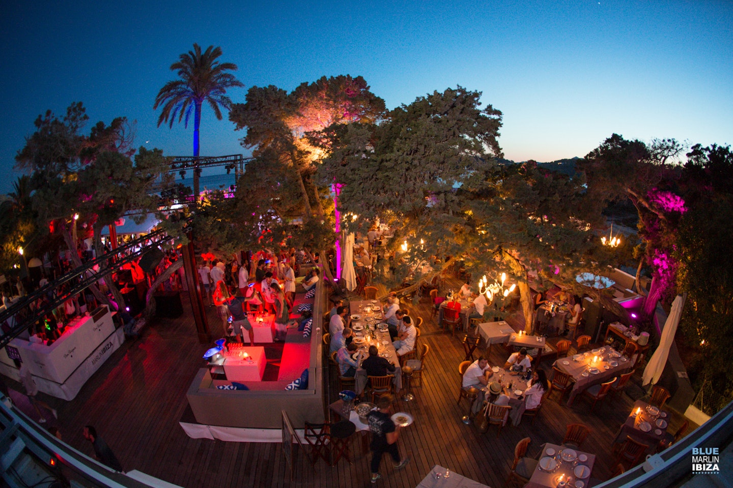 blue marlin