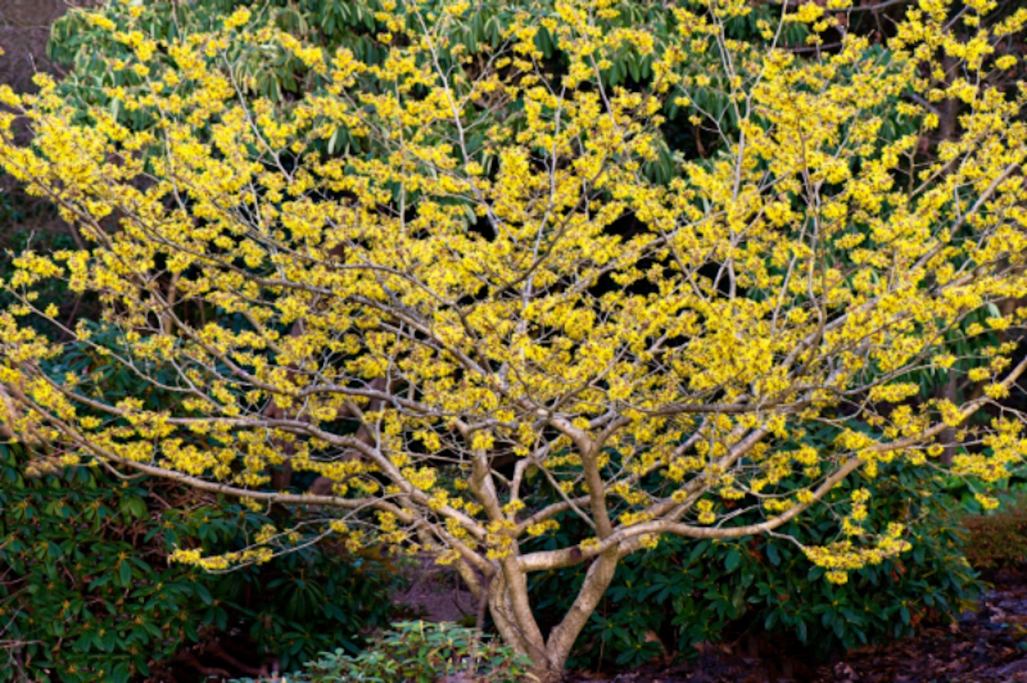 witch-hazel