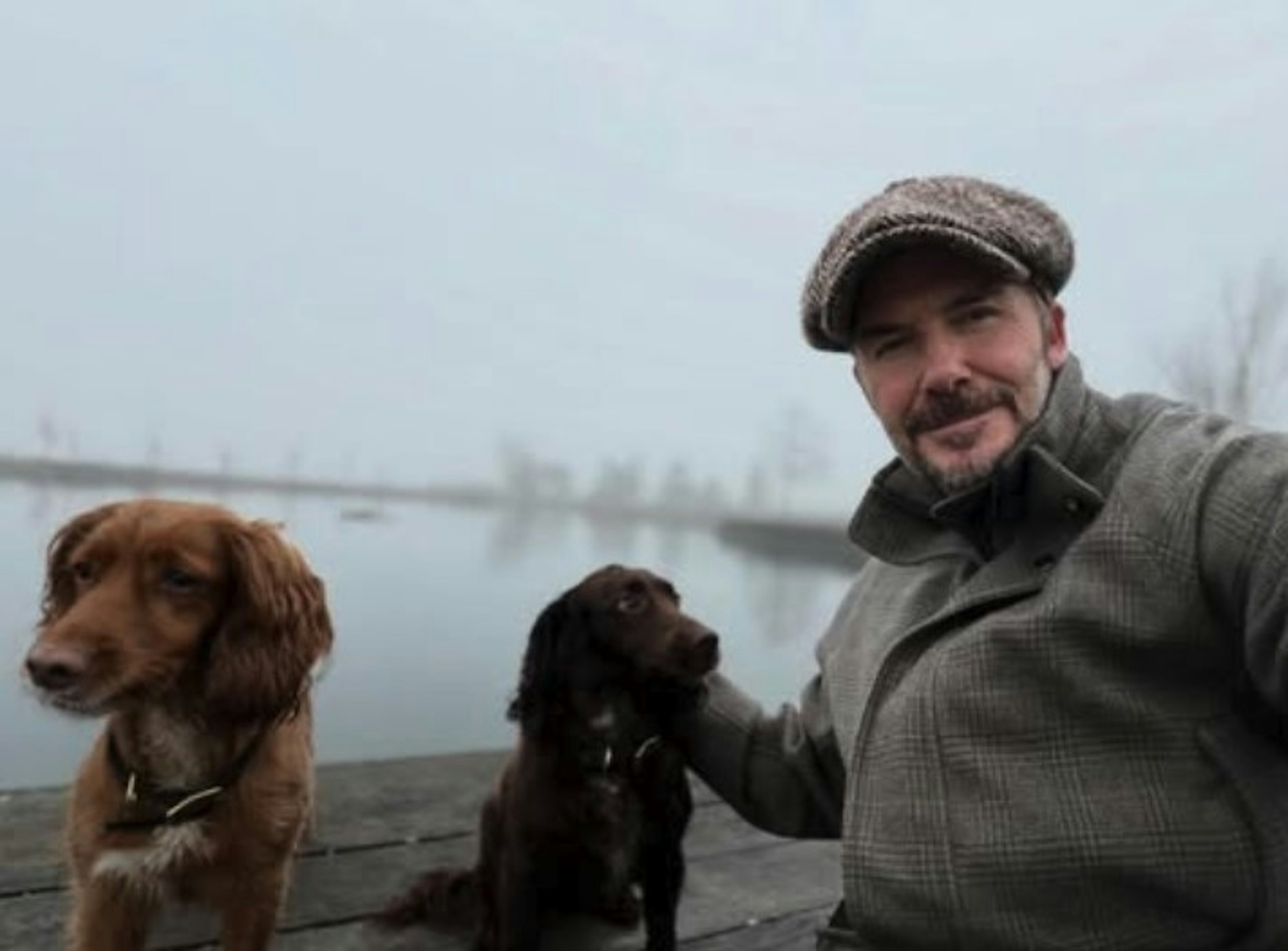 David Beckham with his dogs