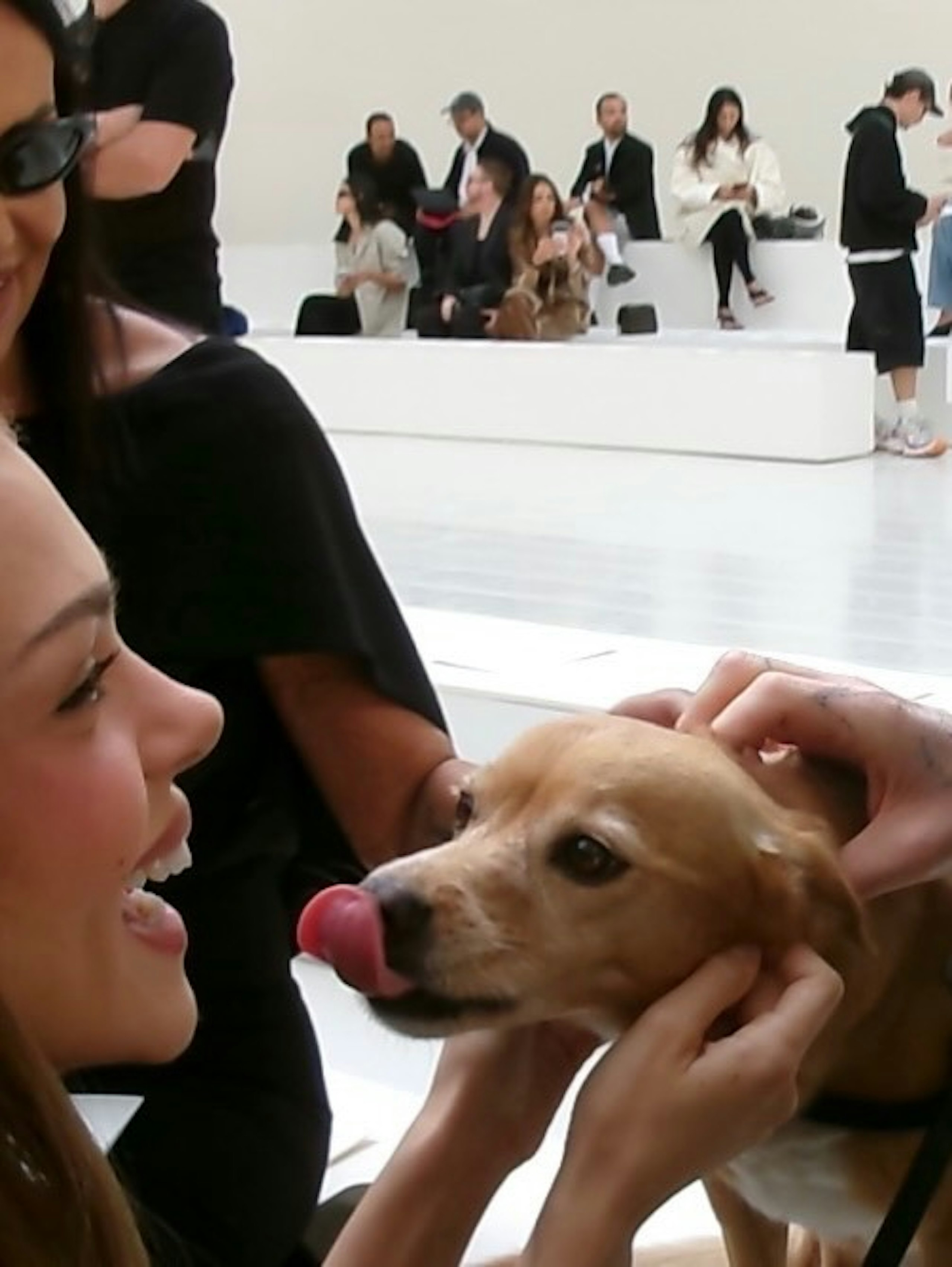 Nicola Peltz Beckham stroking a dog with it's tongue sticking out.