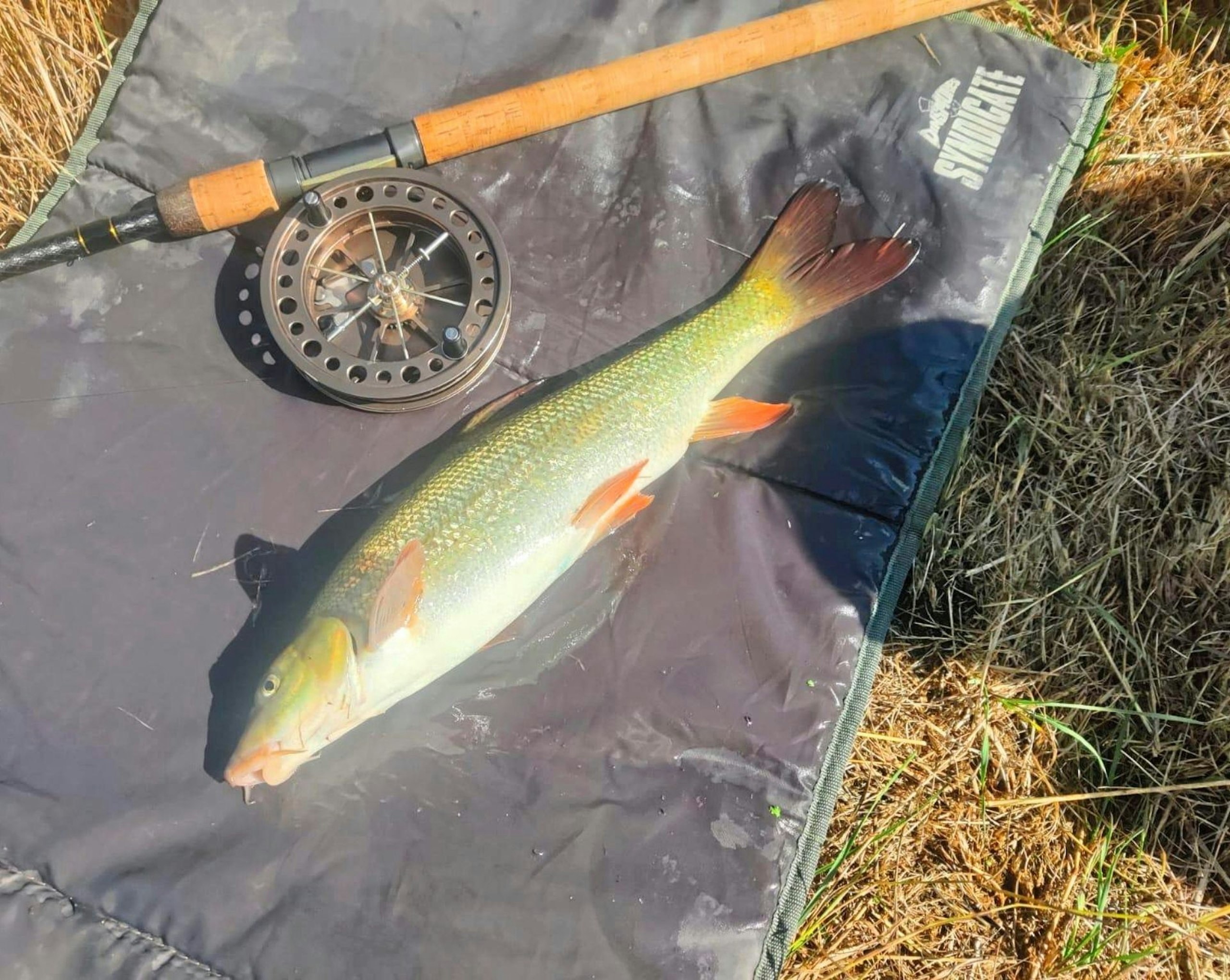 A barbel on a mat after being caught