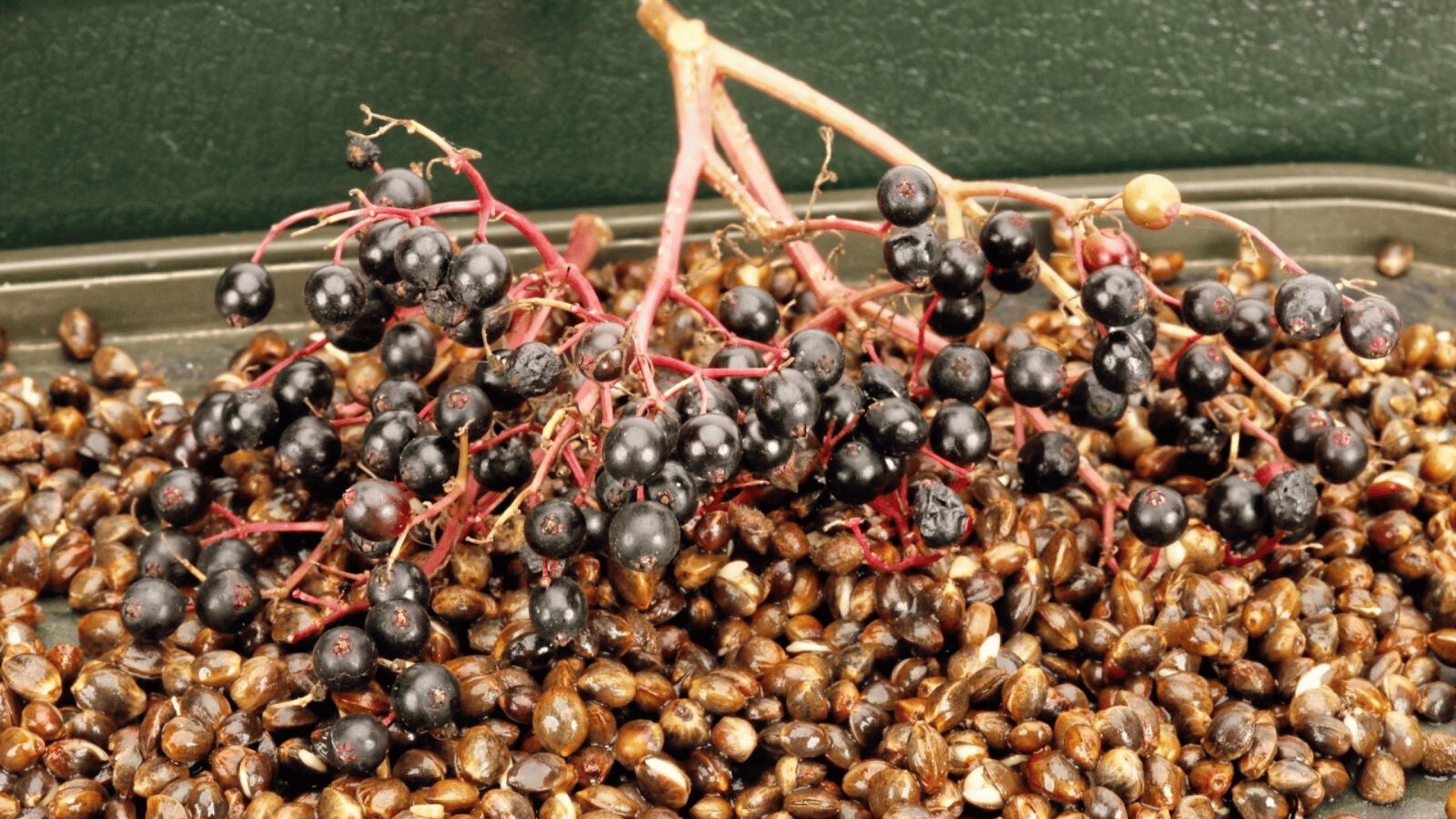 Elderberries