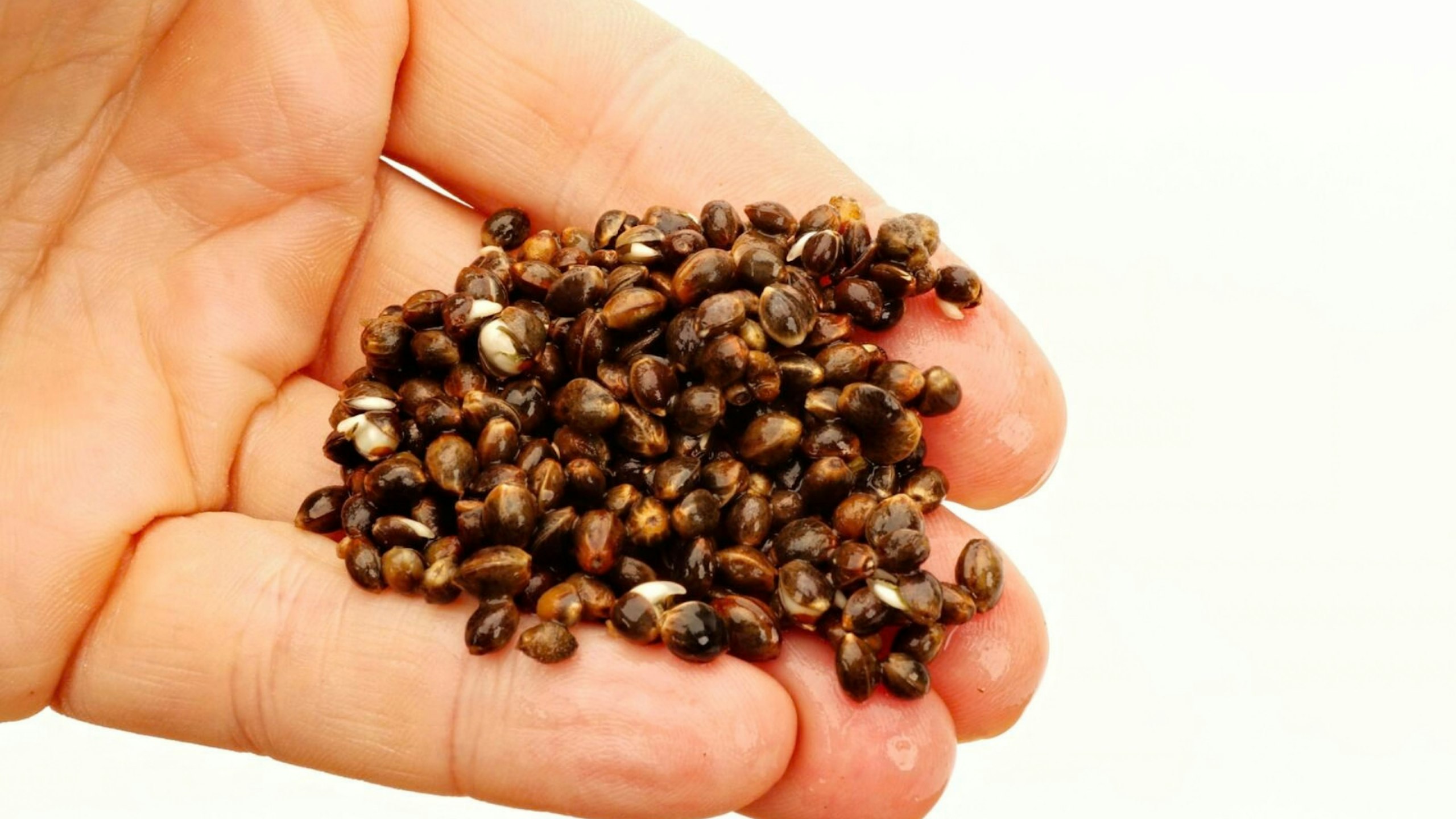 Cooked hemp
