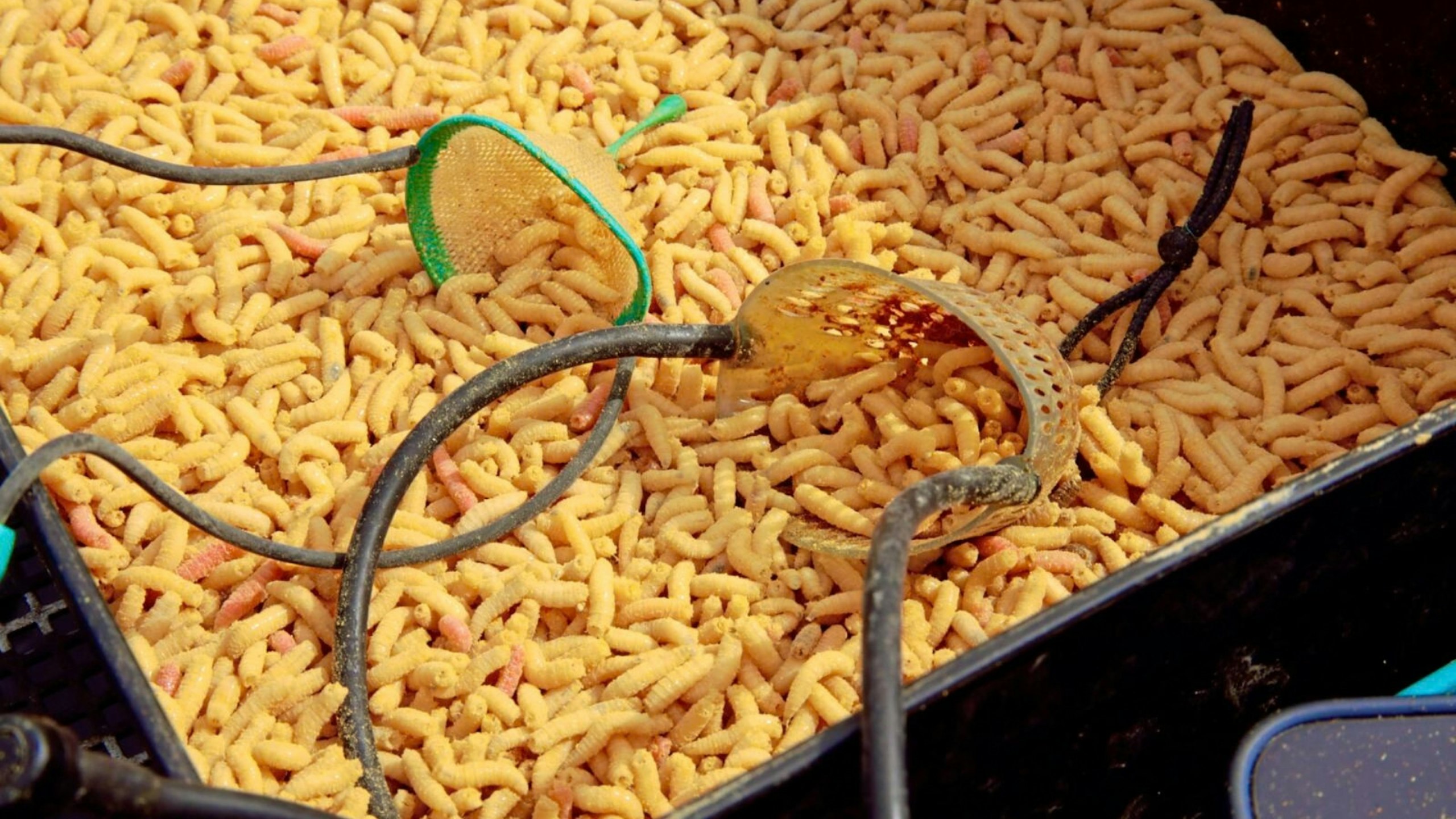 Maggots