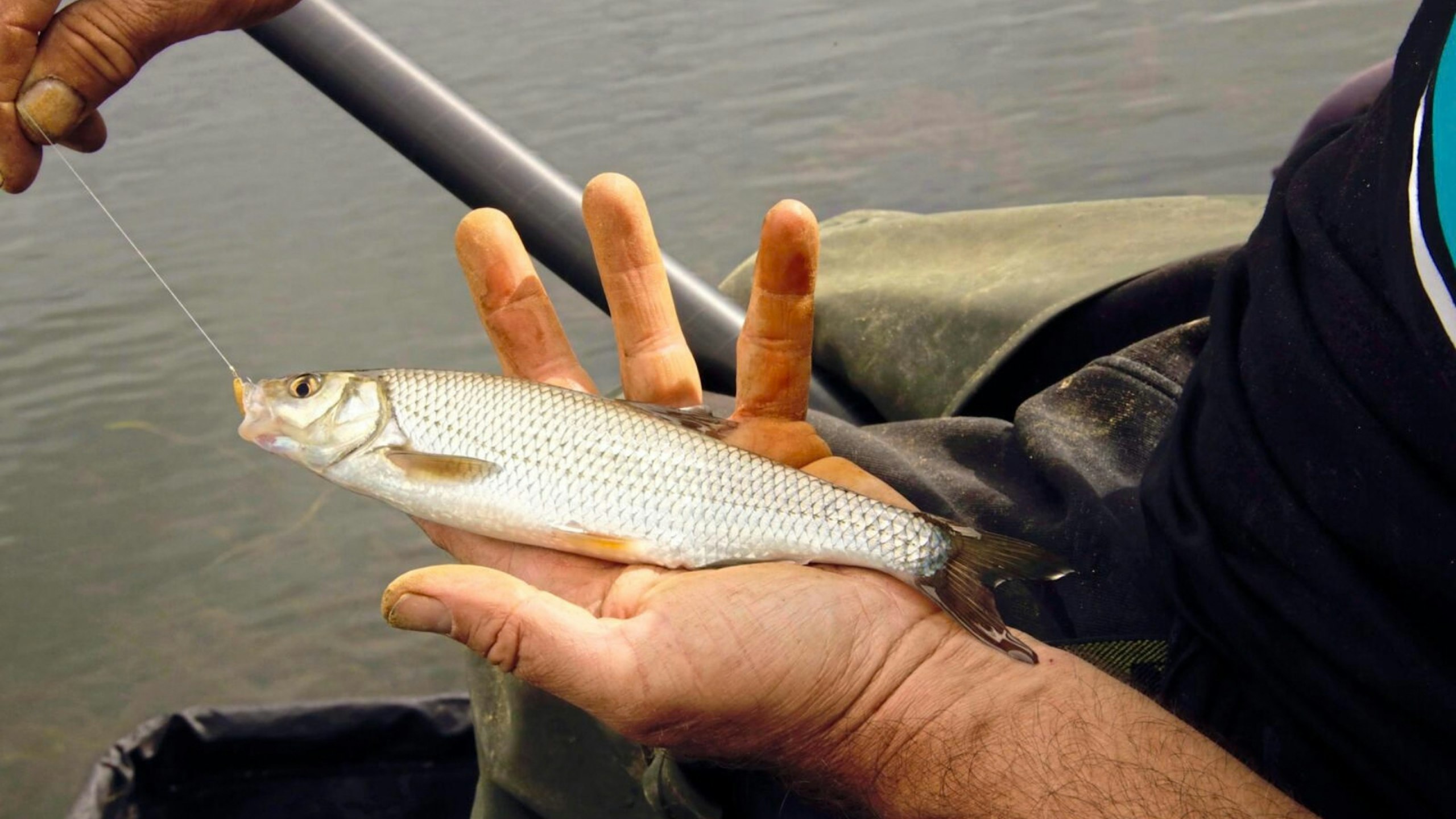 Dace