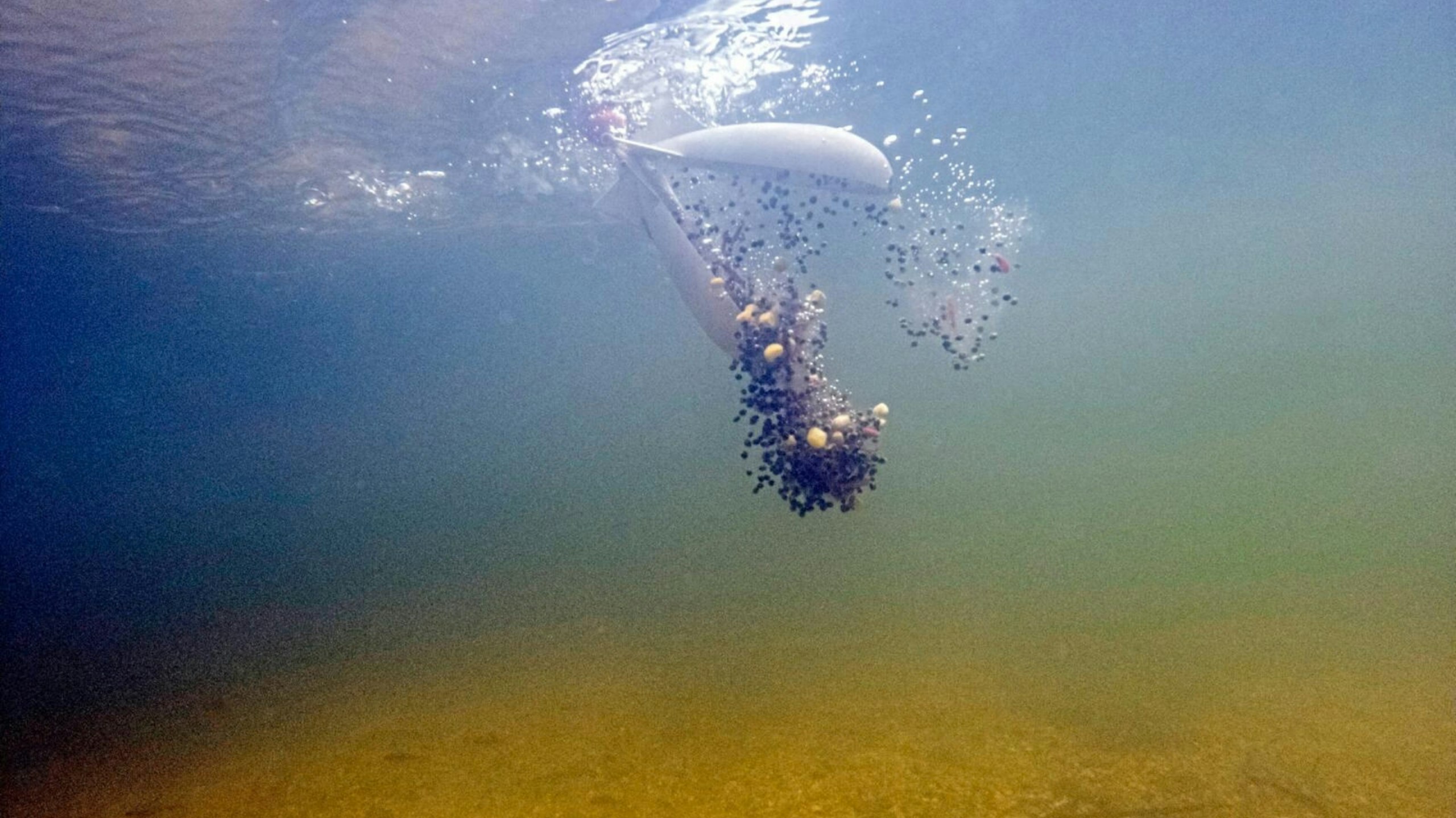 A Spomb