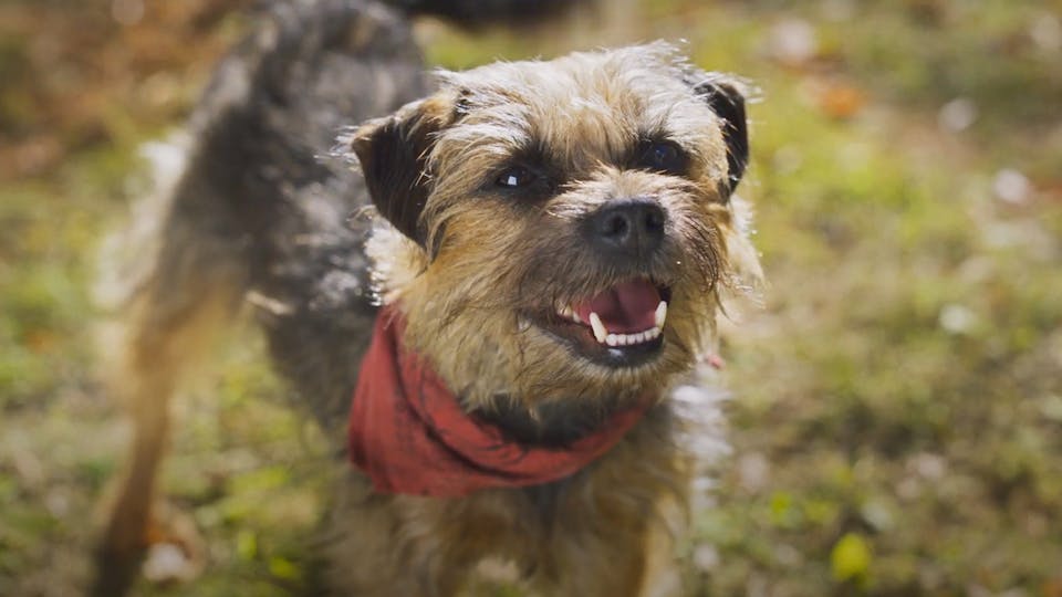 Strays trailer breakdown: Josh Greenbaum talks Will Ferrell, Humping and that weird puppet Strays trailer breakdown: Josh Greenbaum talks Will Ferrell, Humping and that weird puppet