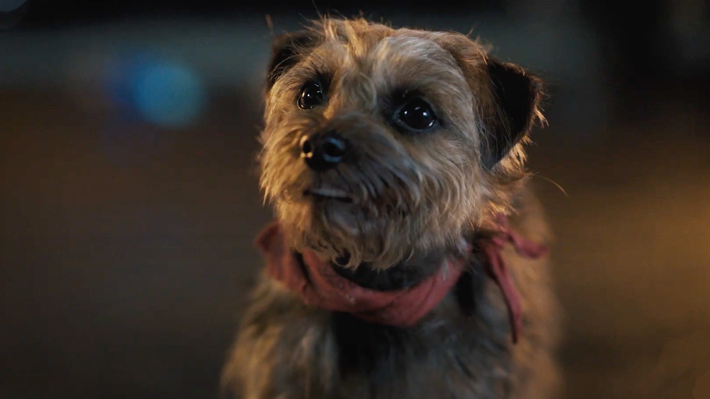 Will Ferrell Is A Dog Who Plots Violent Revenge On His Owner After