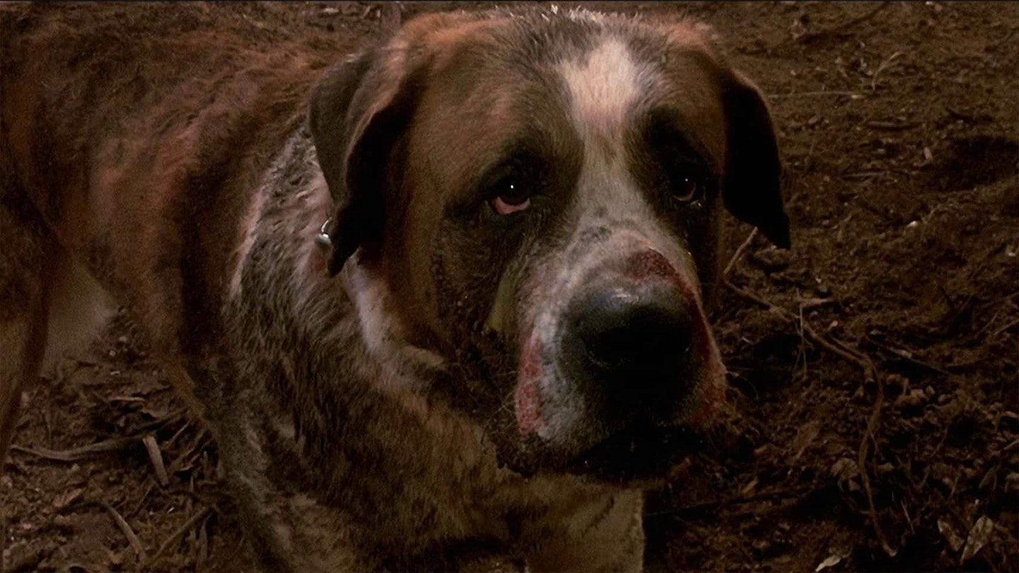 Cujo