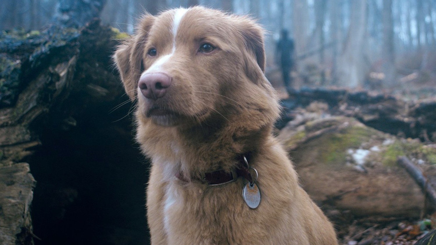 Good Boy