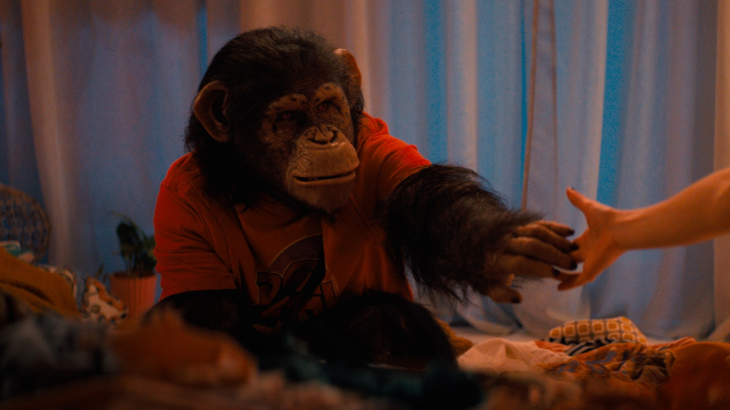 Primate