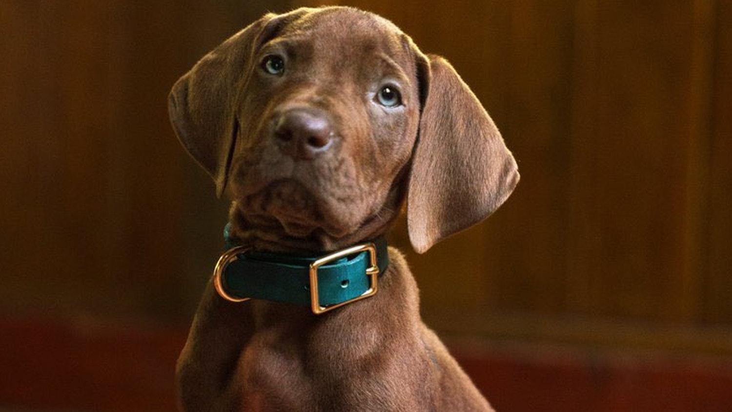 Netflix’s Live-Action Scooby-Doo Is Literally Just A Dog
