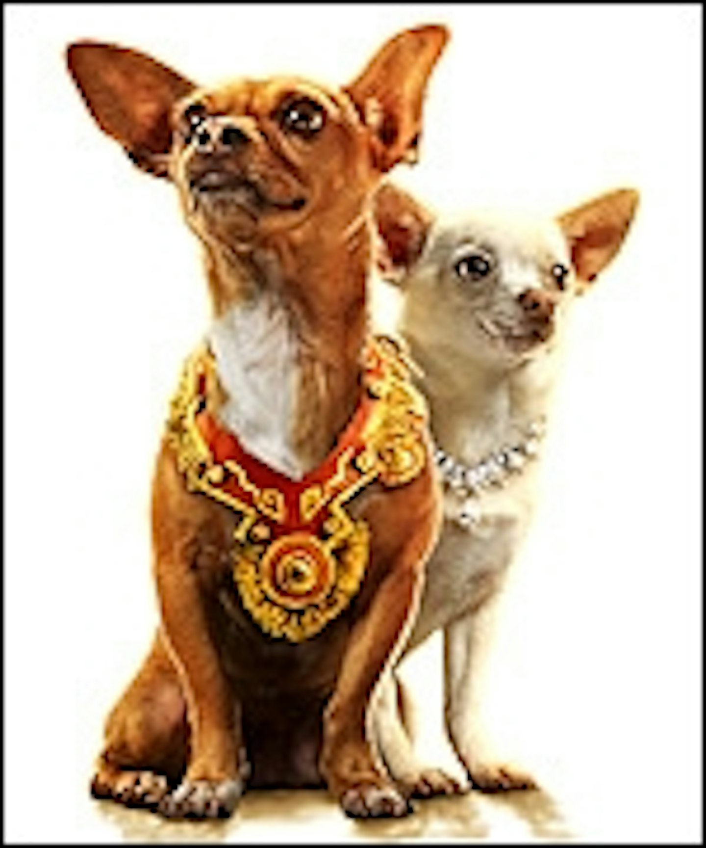 Chihuahua Flick Tops US Box Office