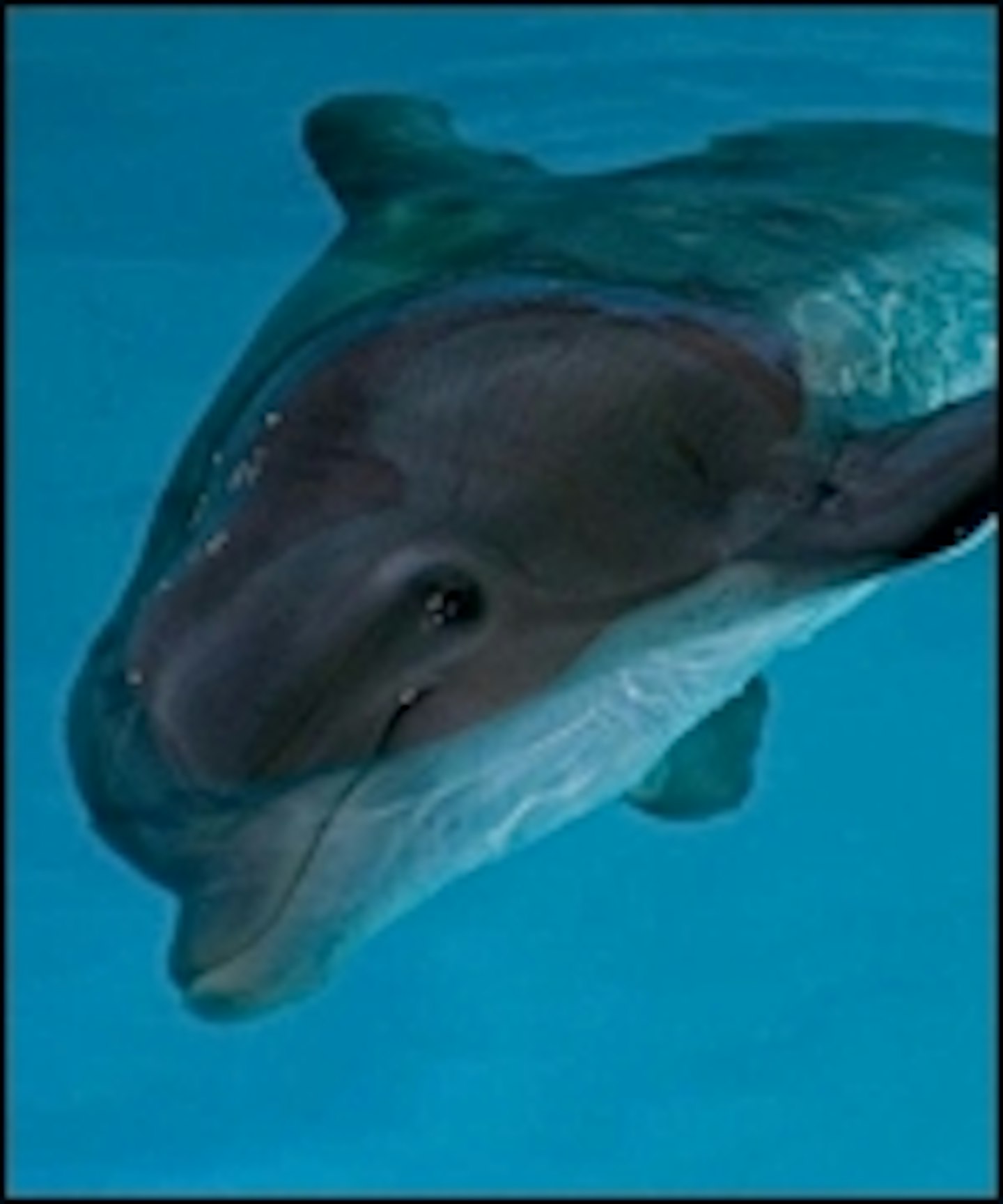 Dolphin Tale Trailer Arrives