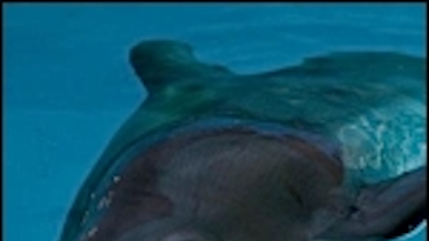 Dolphin Tale Trailer Arrives