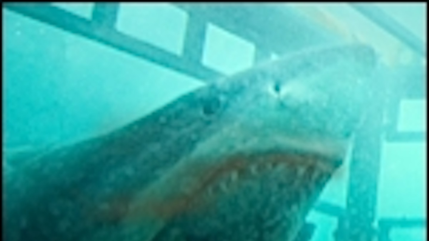 First Shark Night 3D Pic Online