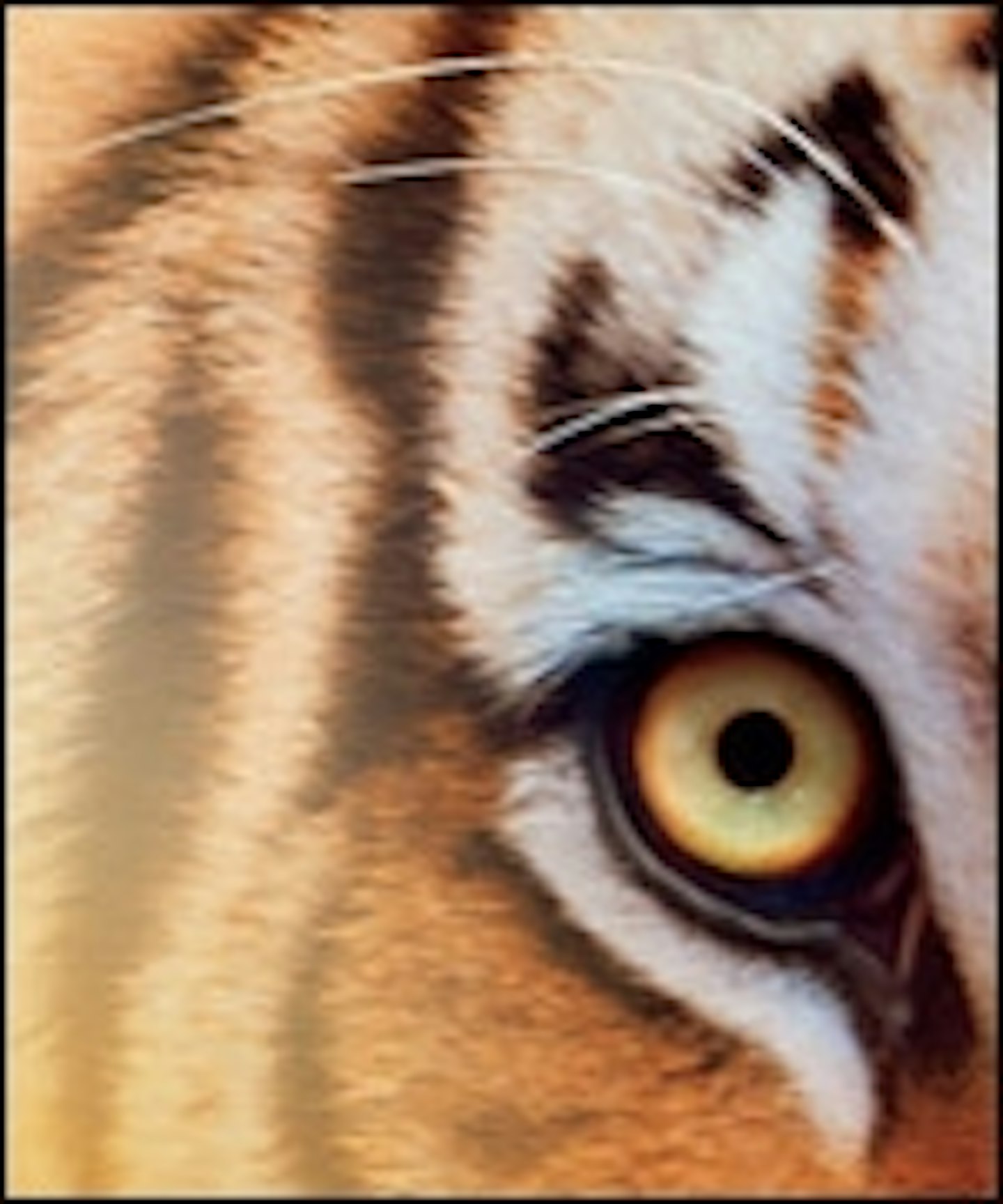 Two New Posters For Ang Lee's Life Of Pi