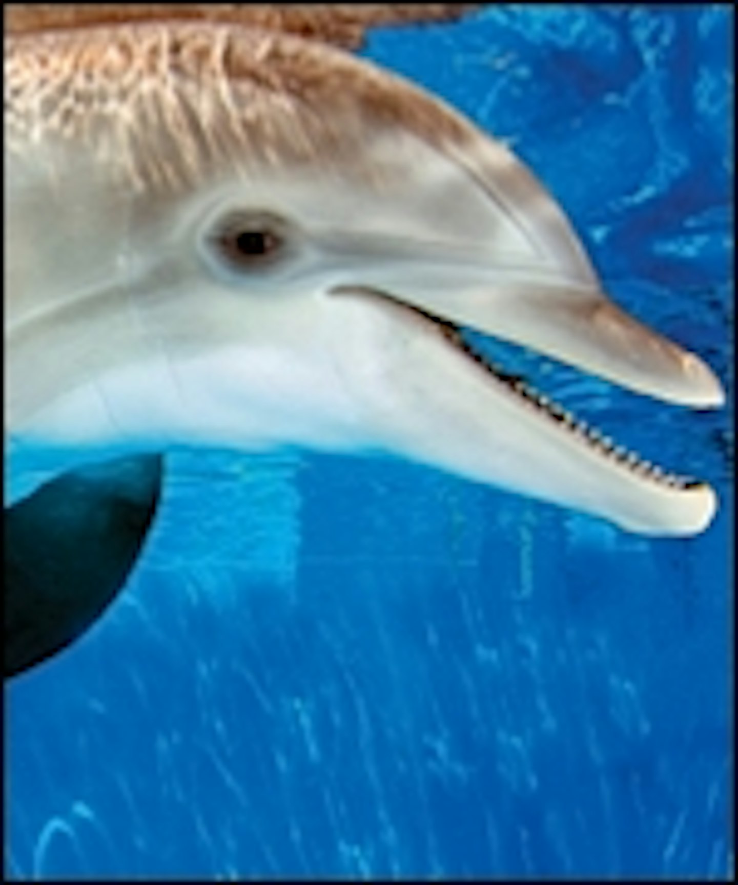 First Look At Dolphin Tale 2