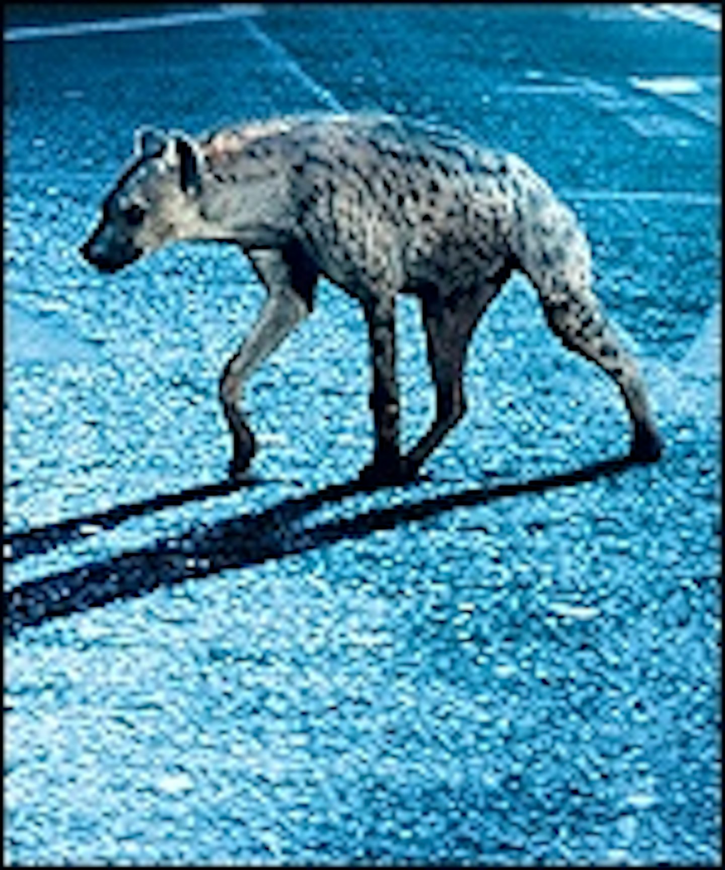 New International Poster for Edinburgh Film Festival Opener Hyena