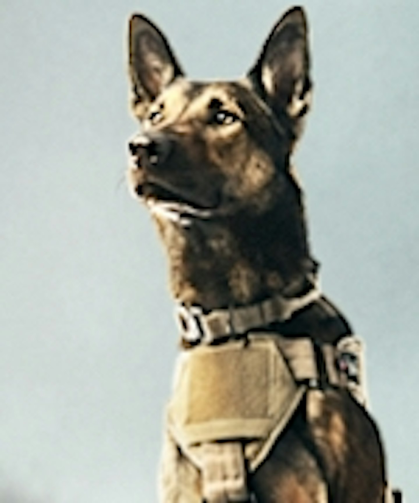 Max Trailer Features A Combat Canine