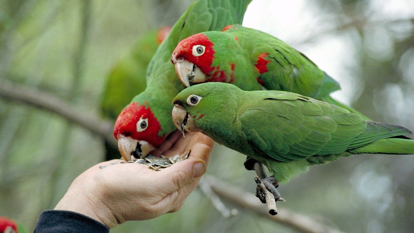 Wild Parrots of Telegraph Hill, The