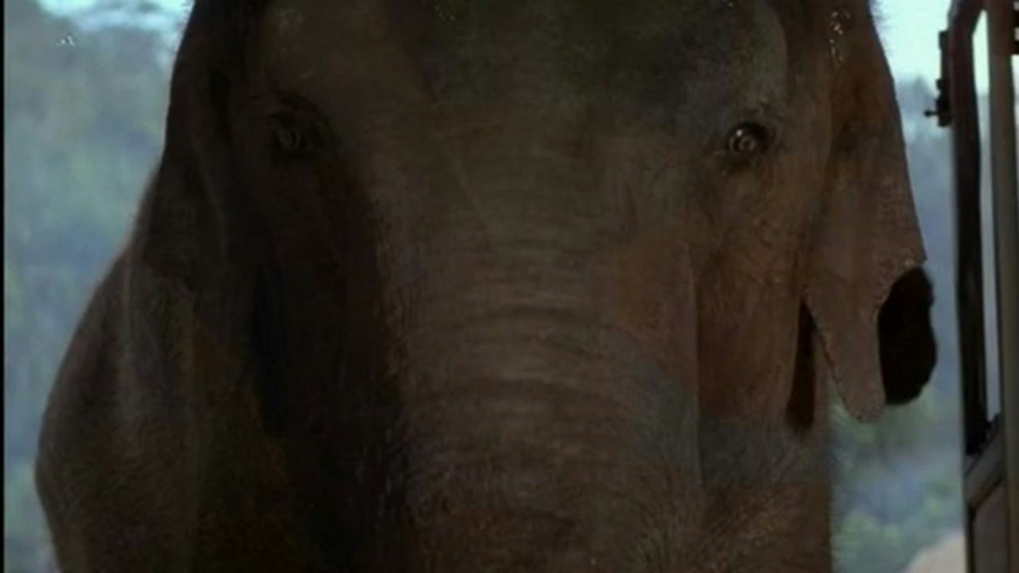 Dumbo Drop Operation Dumbo Drop Review | Movie - Empire