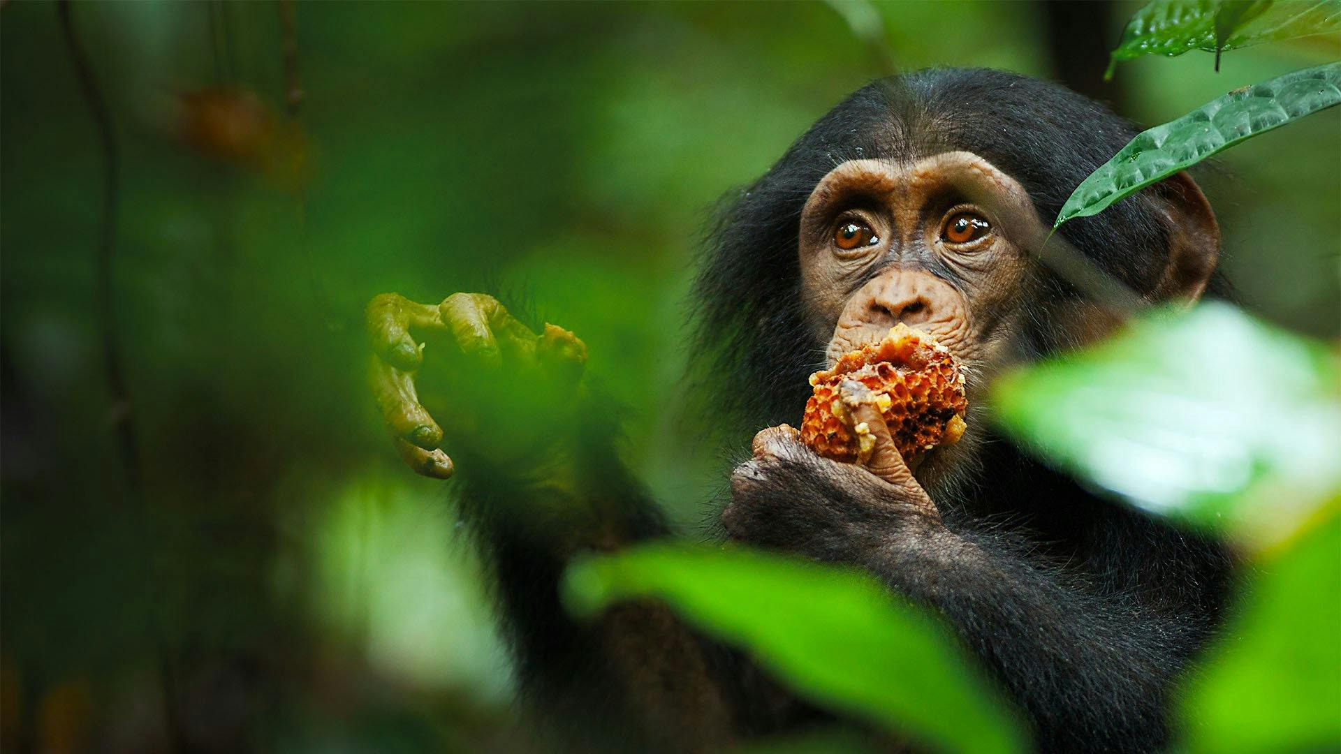 chimpanzee documentary