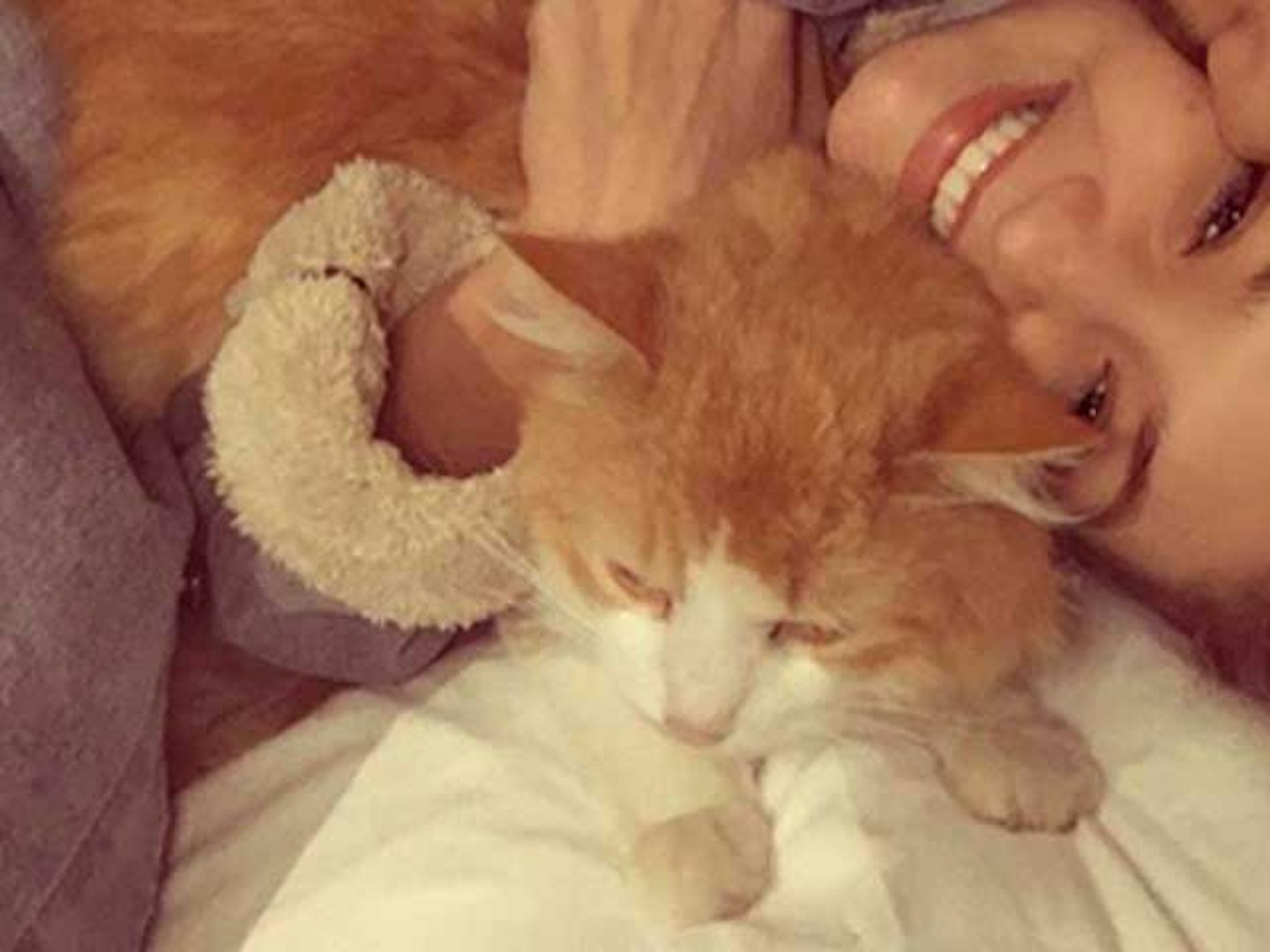 gigi hadidi zayn malik photos chub cat instagram