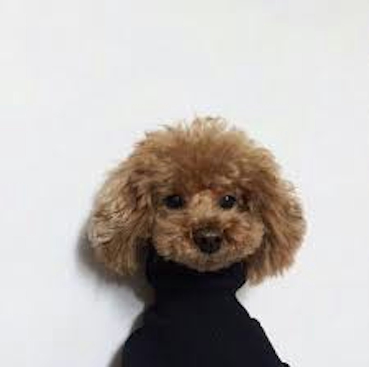 Dog with turtleneck