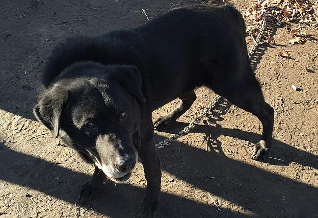 This dog freed after being chained up for 15 YEARS will make your day