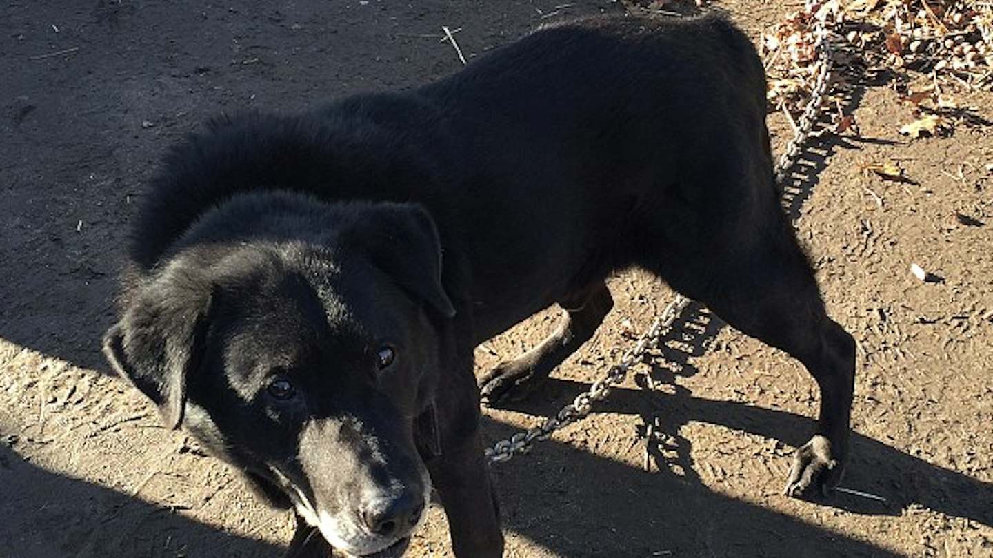 Dog Getting Set Free This dog freed after being chained up for 15 YEARS will make your day