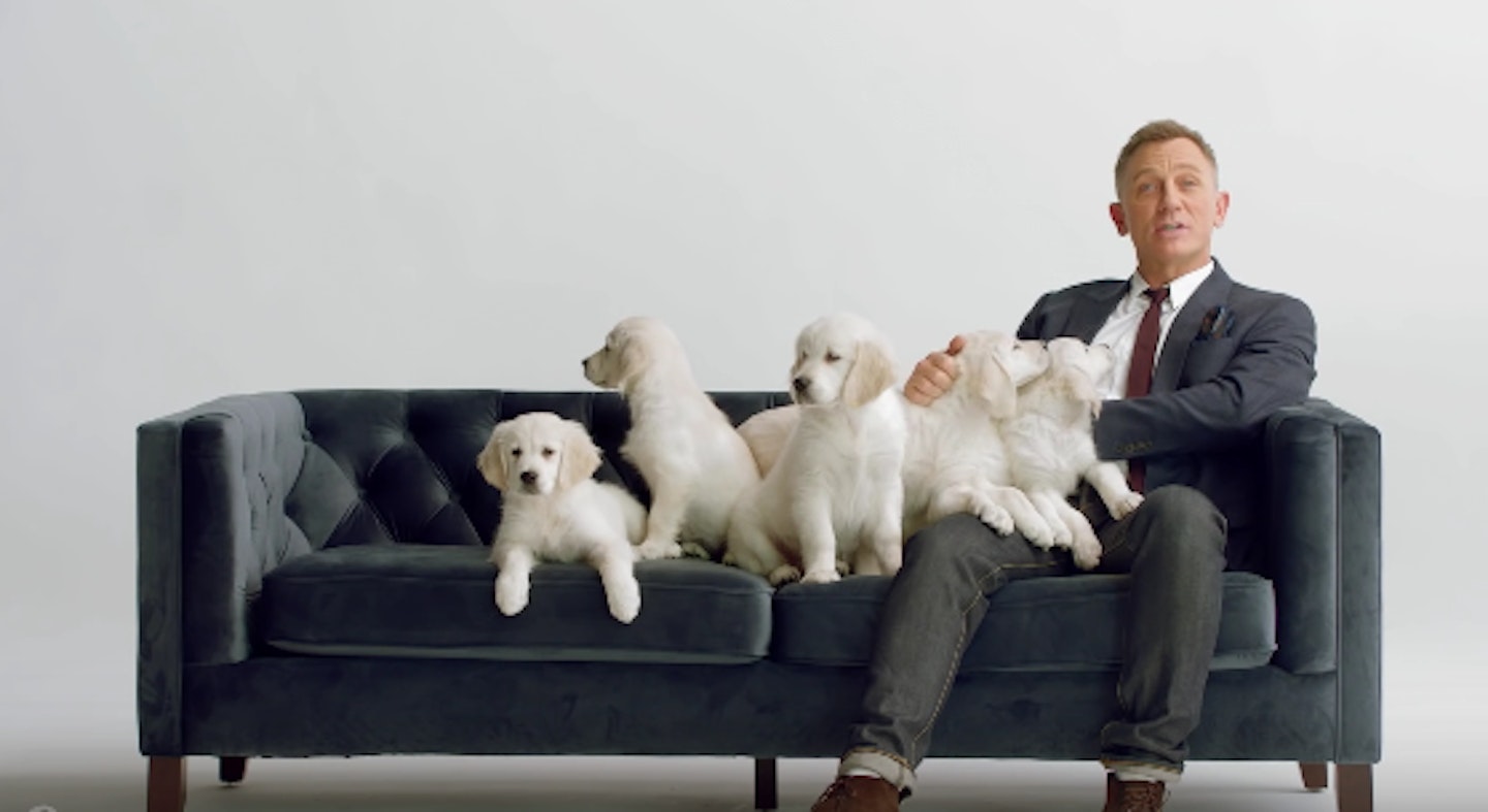 daniel-craig-puppies