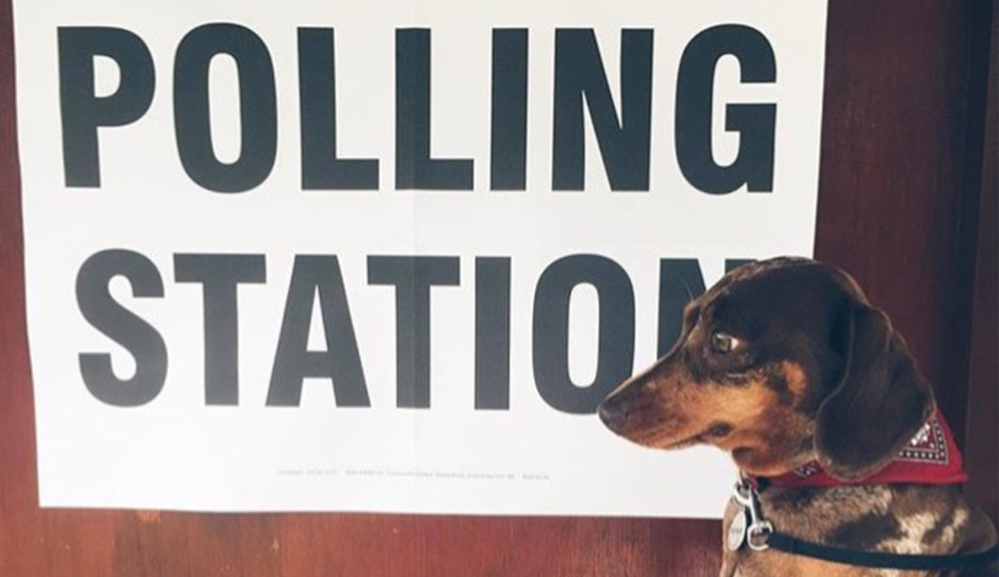 dog at polling station