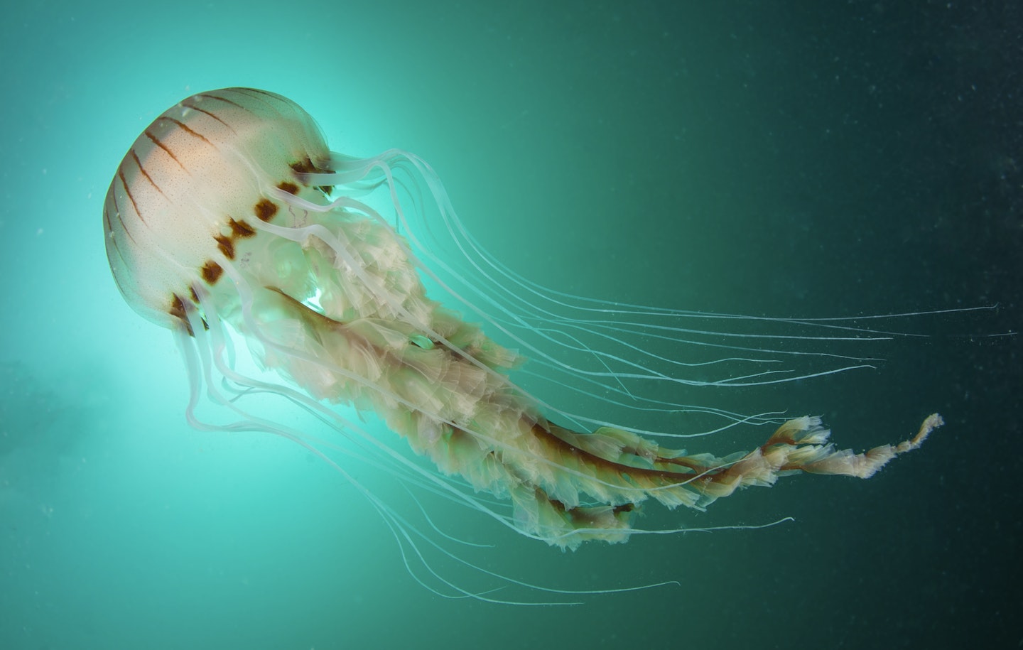 jellyfish