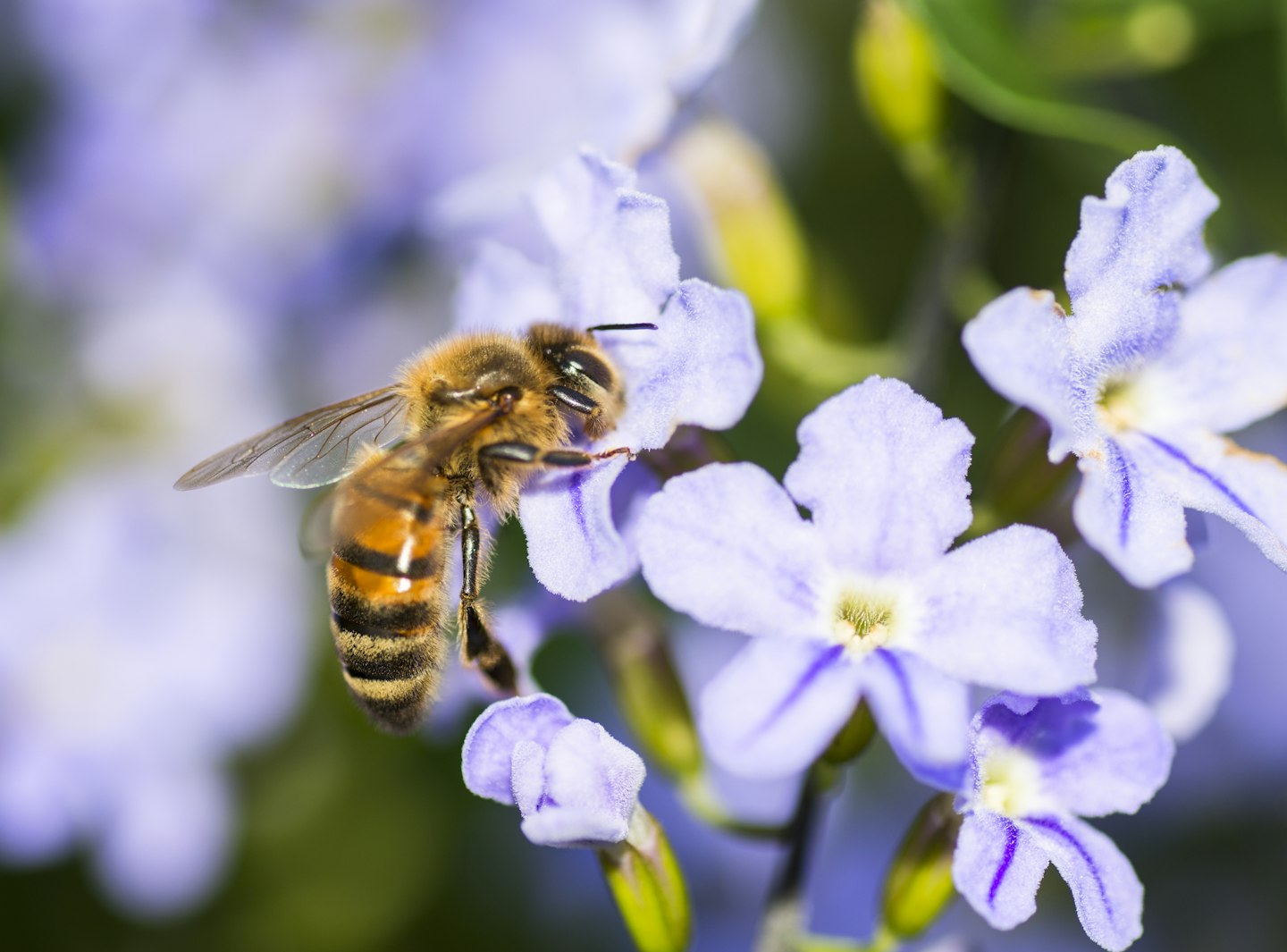 wasp on flower 