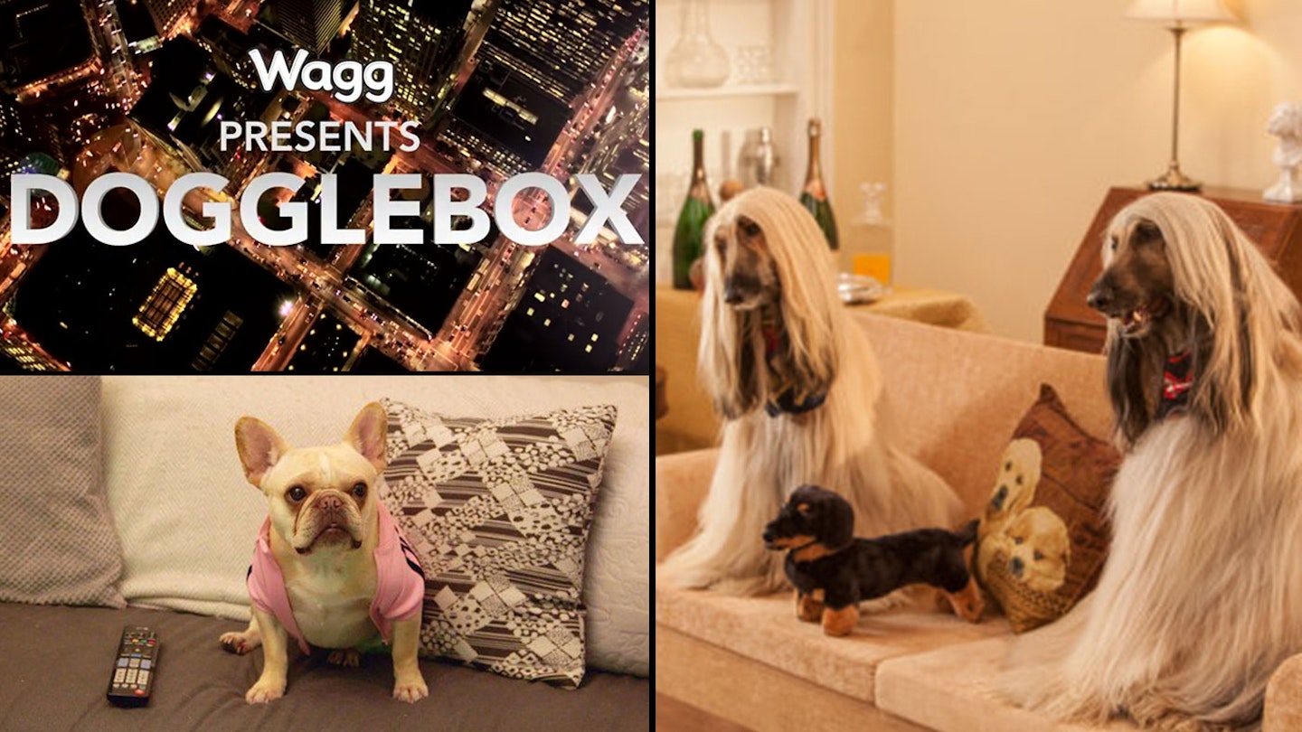 dogglebox / gogglebx