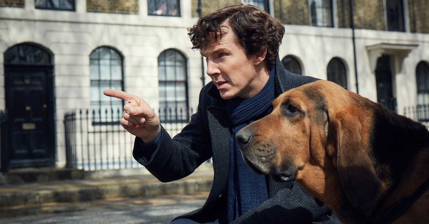 Benedict Cumberbatch and a Bloodhound