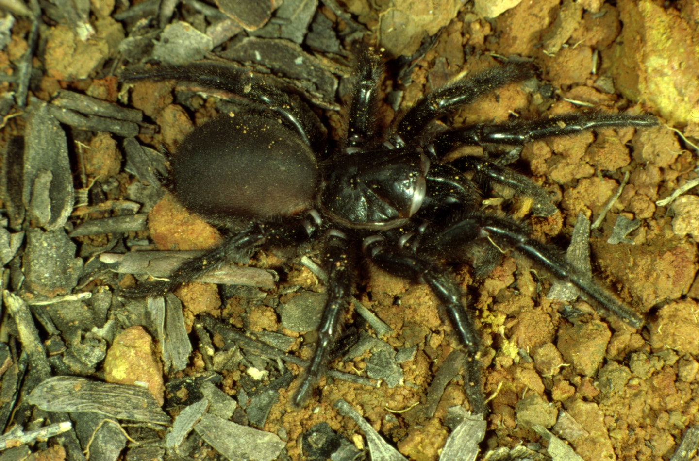 Funnel web spiders