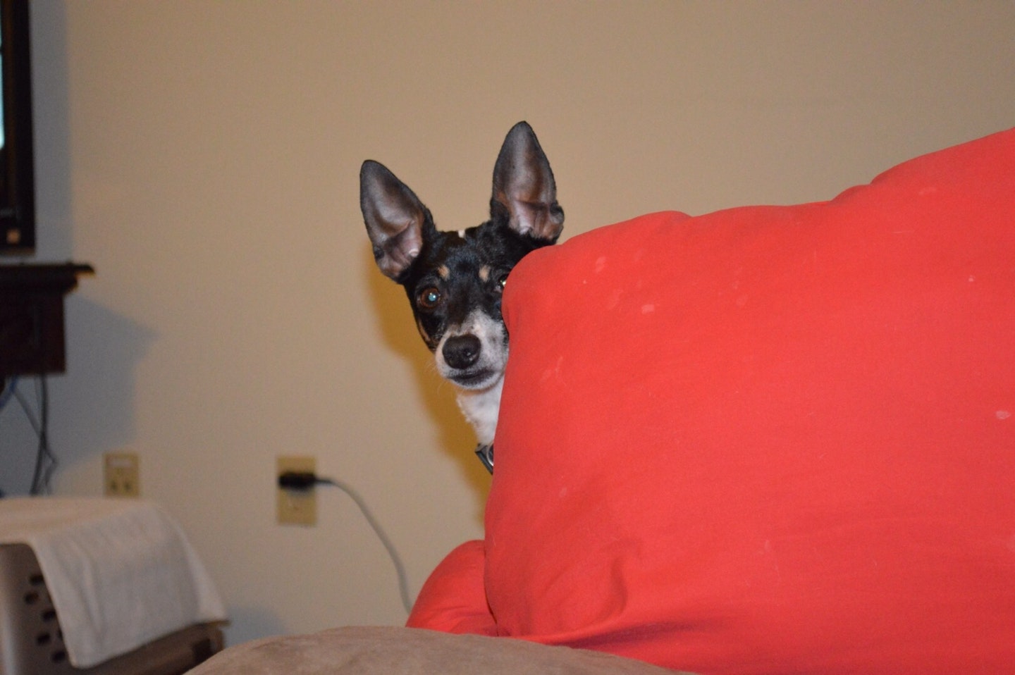 dog behind pillow