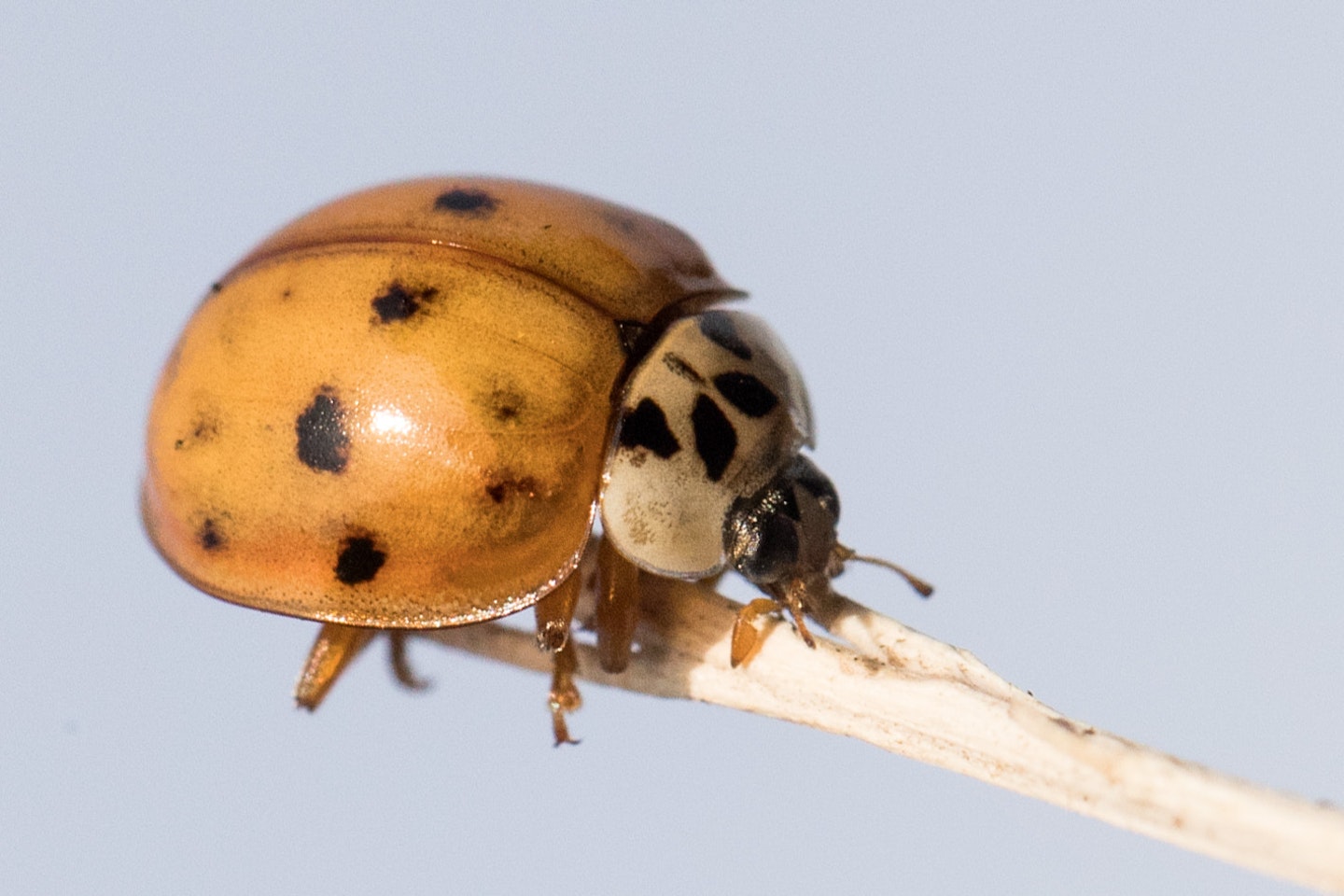 harlequin ladybird