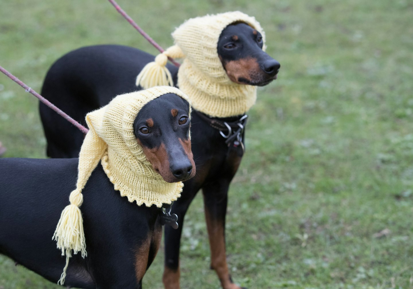 crufts 2017 best pics