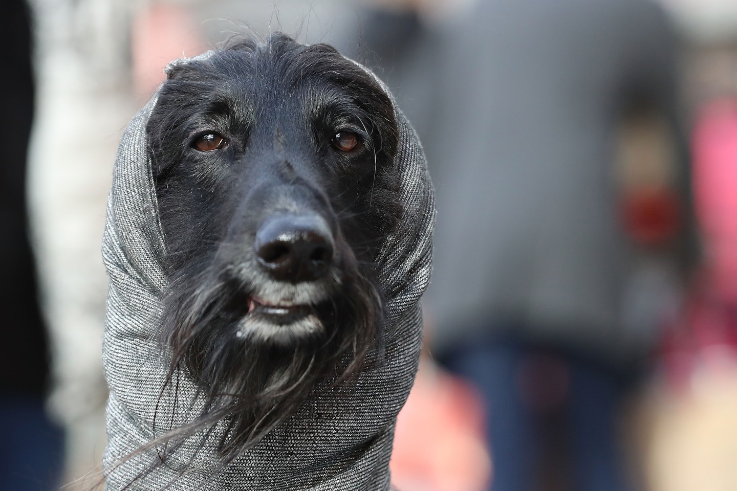 crufts 2017 best pics