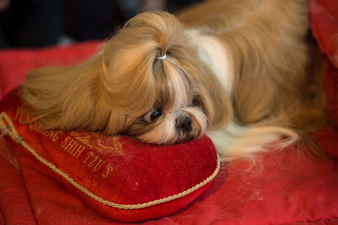 crufts 2017 best pics