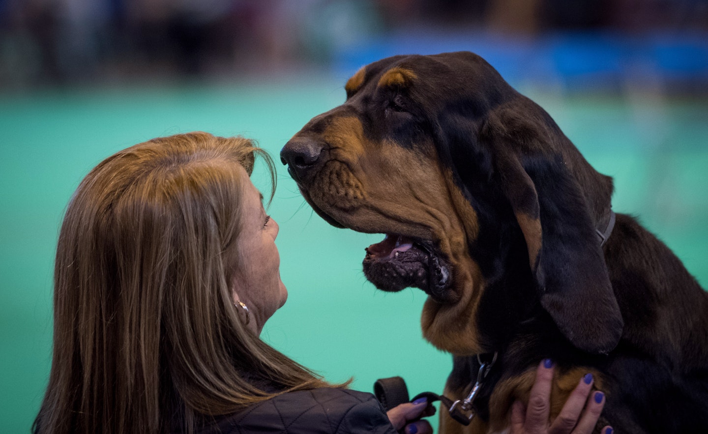 crufts 2017 best pics