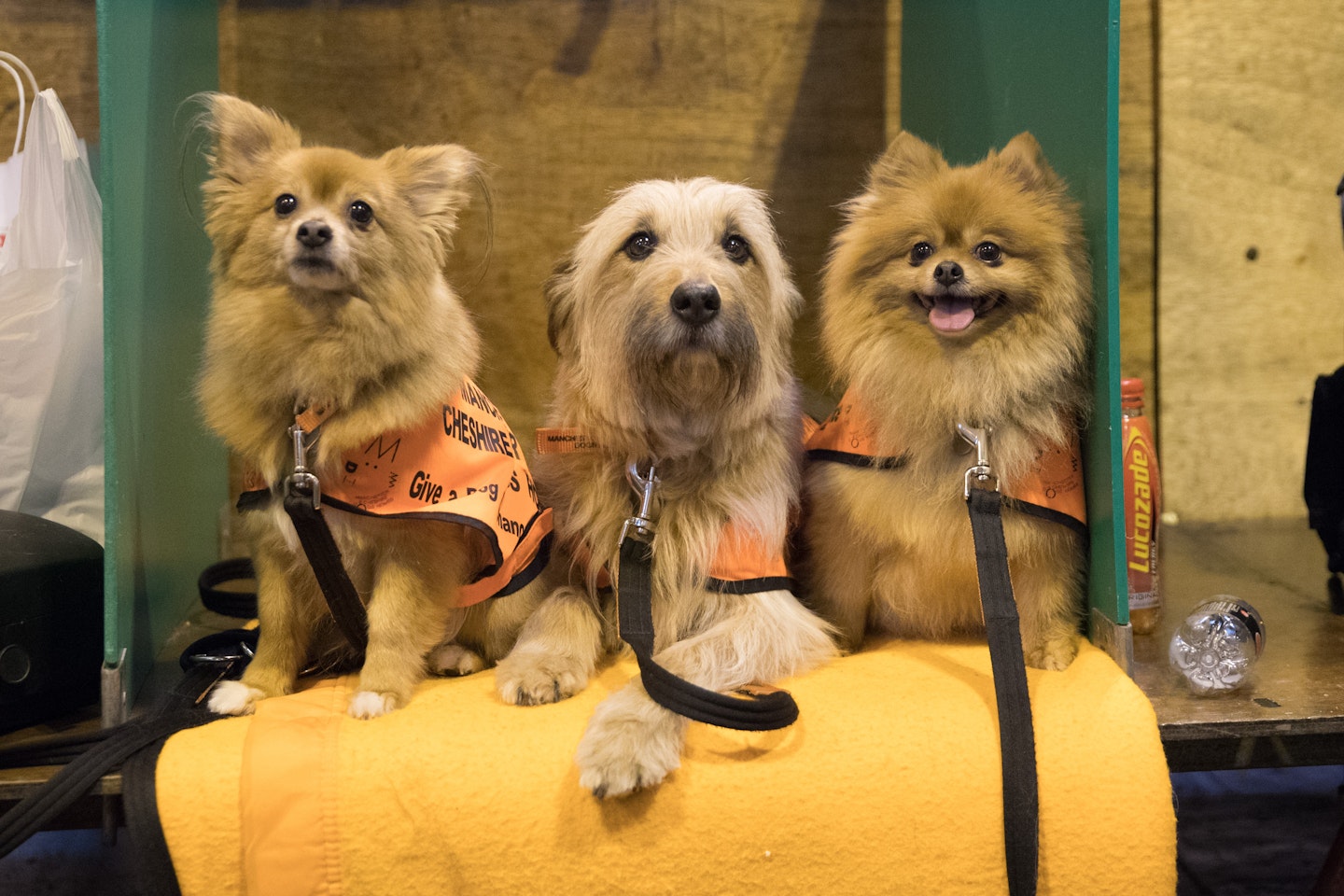 crufts 2017 best pics