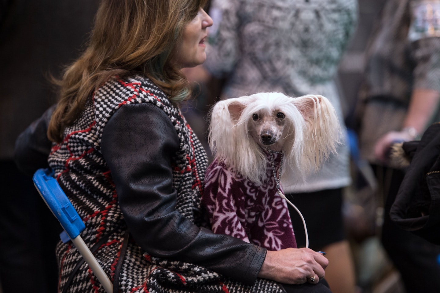 crufts 2017 best pics