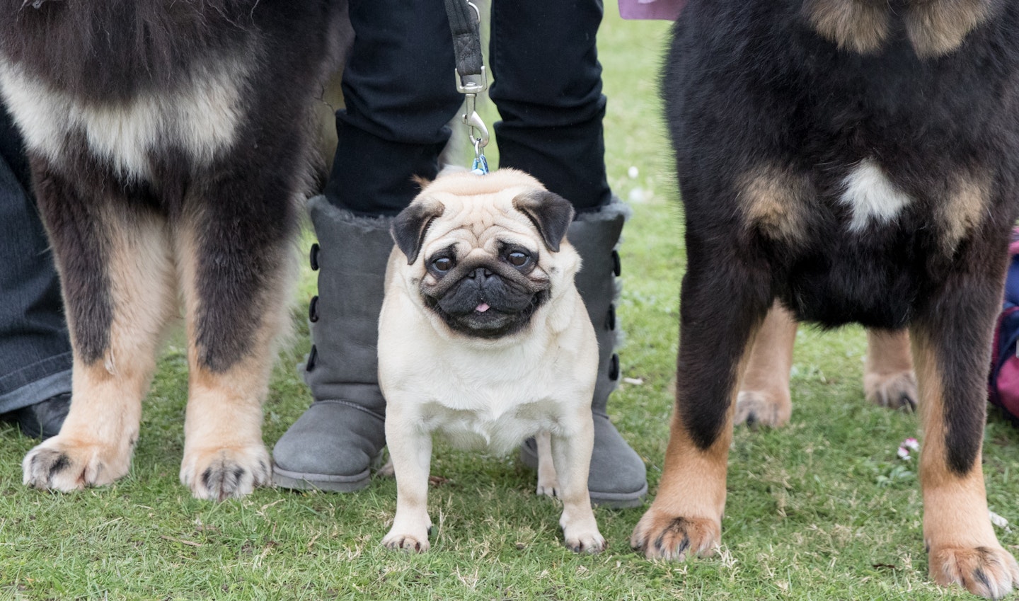 crufts 2017 best pics