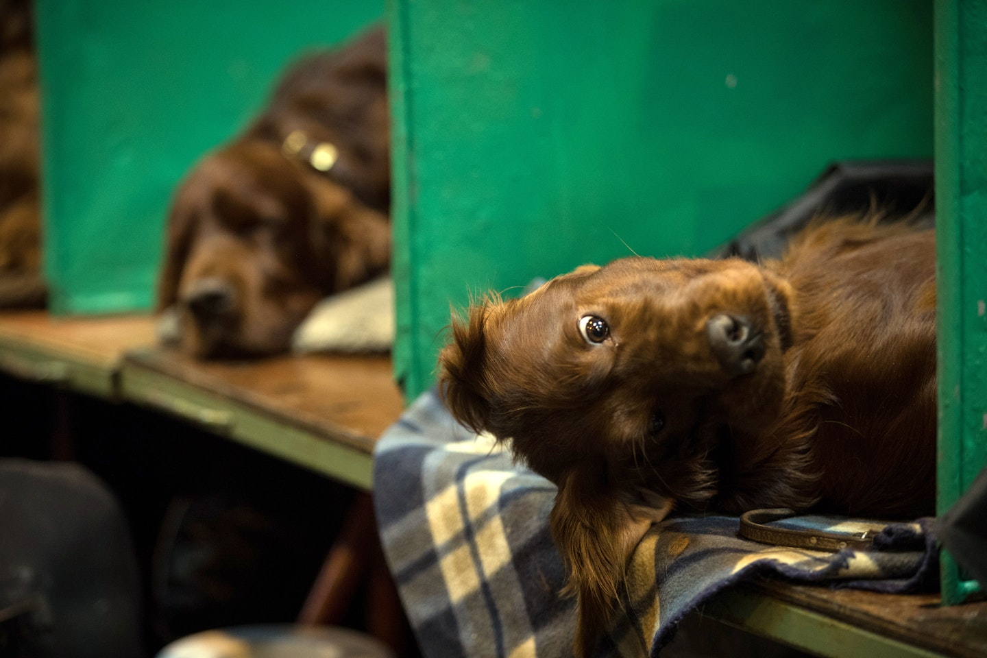 crufts 2017 best pics