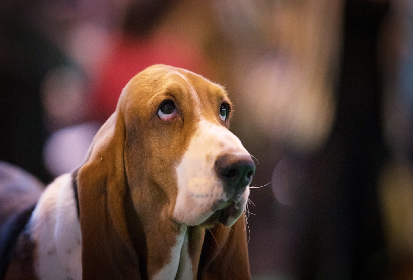 crufts 2017 best pics