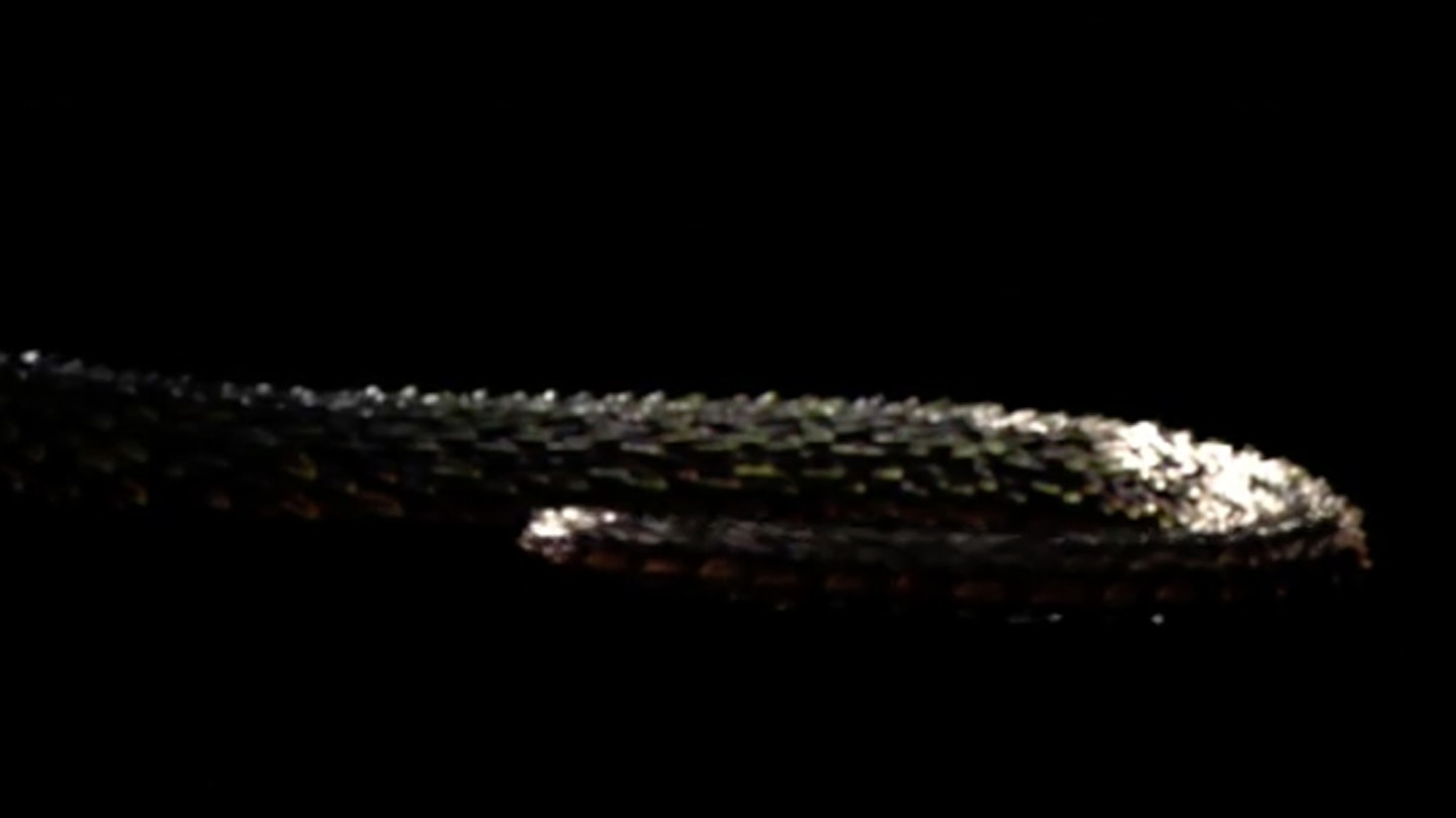 Taylor Swift returns to Instagram with snake video - heat